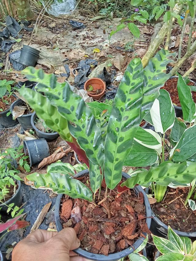 ต้นไม้  ไม้ดอกไม้ประดับ รูปที่ 11