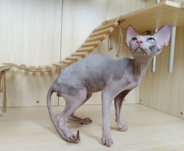 36.แมวสฟิงซ์/เพศผู้ Sphynx Cat/Male รูปย่อยที่ 3