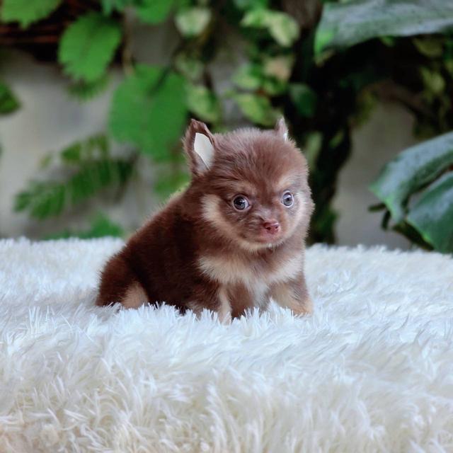 ชิวาวาแท้ขนยาว สีช็อค เพศผู้ 10