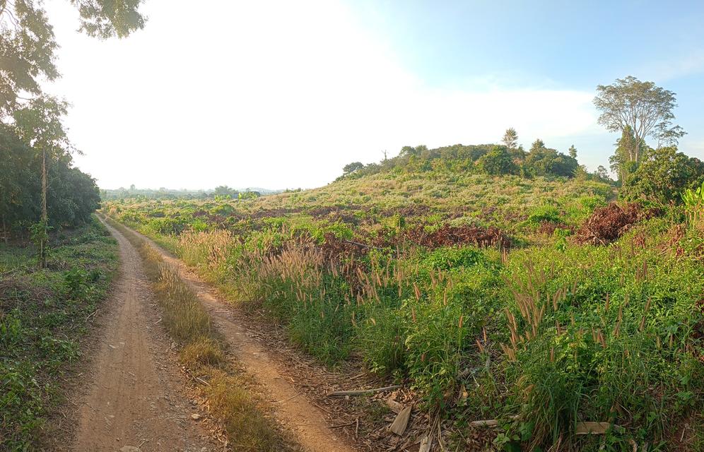 สวนลำใย 31ไร่3งาน ที่ดินวิวสวยที่บนเขา ท้ายสวนมีฝายน้ำ 7