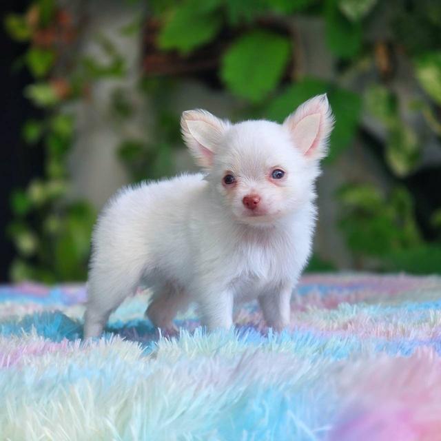 ชิวาวาผสมปอม เพศผู้ สีขาว พิกัดรามอินทรา 8