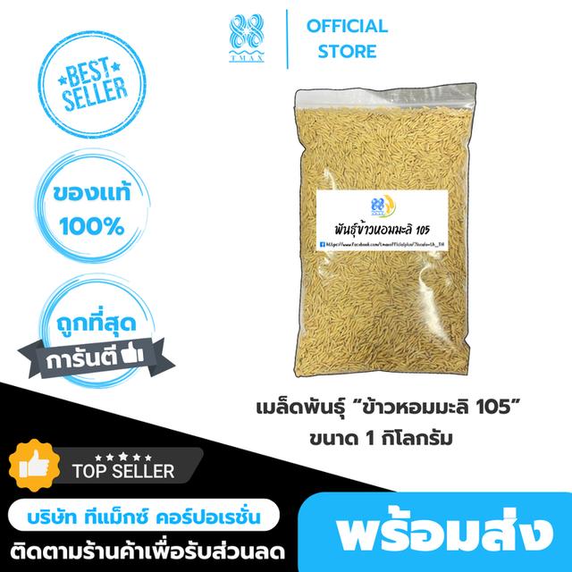 เมล็ดพันธ์ข้าวหอมมะลิ 105 จังหวัดขอนแก่น ข้าวเปลือก