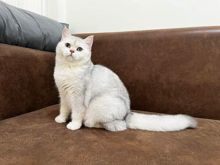 แมวหนุ่ม British Shorthair แท้ 2