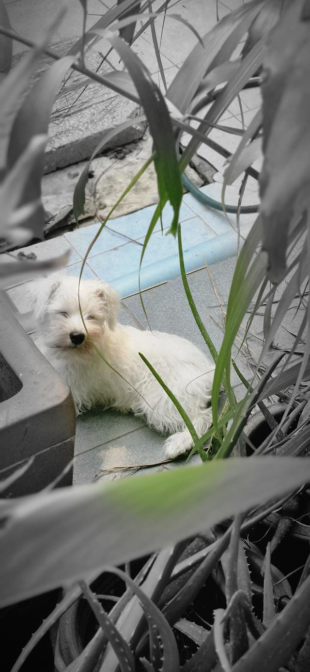 น้องหมาซเนาวเซอ4ดือนกว่าสีขาวเพศหญิง