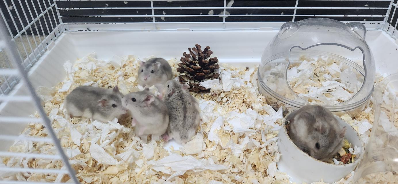 หนูแฮมสเตอร์ วินเทอร์ไวท์ 2