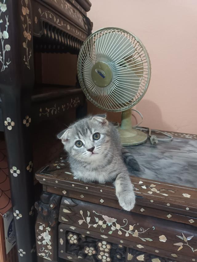 ลูกแมวสก๊อตติสโฟลด์ราคา2500-3000