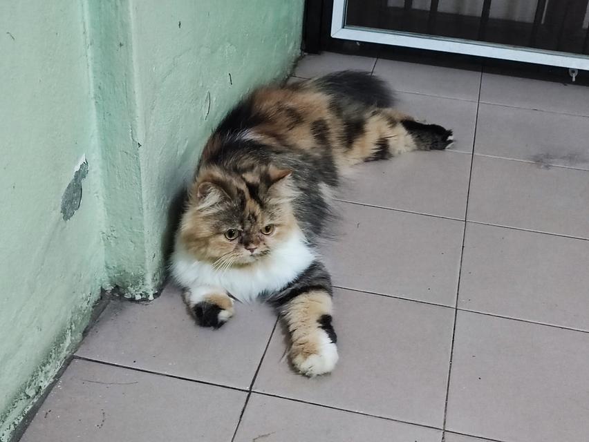 Persian big femail cats รูปที่ 10