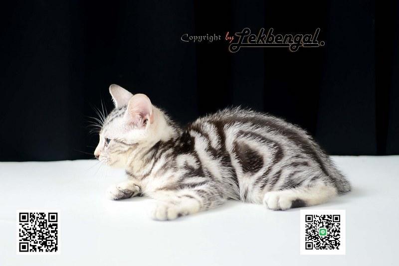 ขายลูกแมว อเมริกันชอตแฮร์ American Shorthair  3