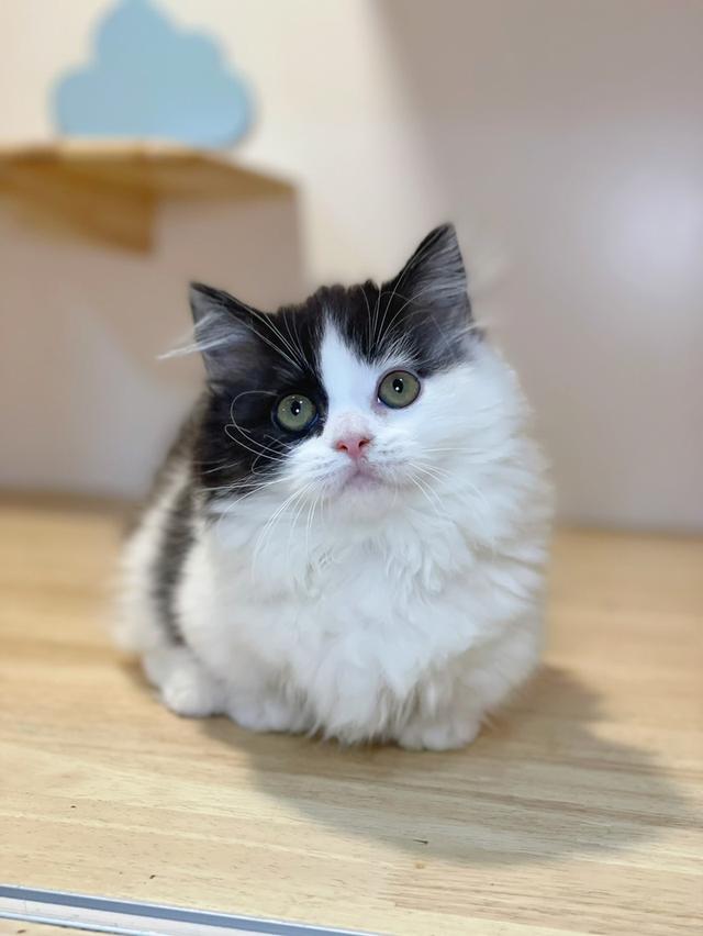 แมวมันช์กิ้นขาสั้น พร้อมย้าย รูปที่ 5