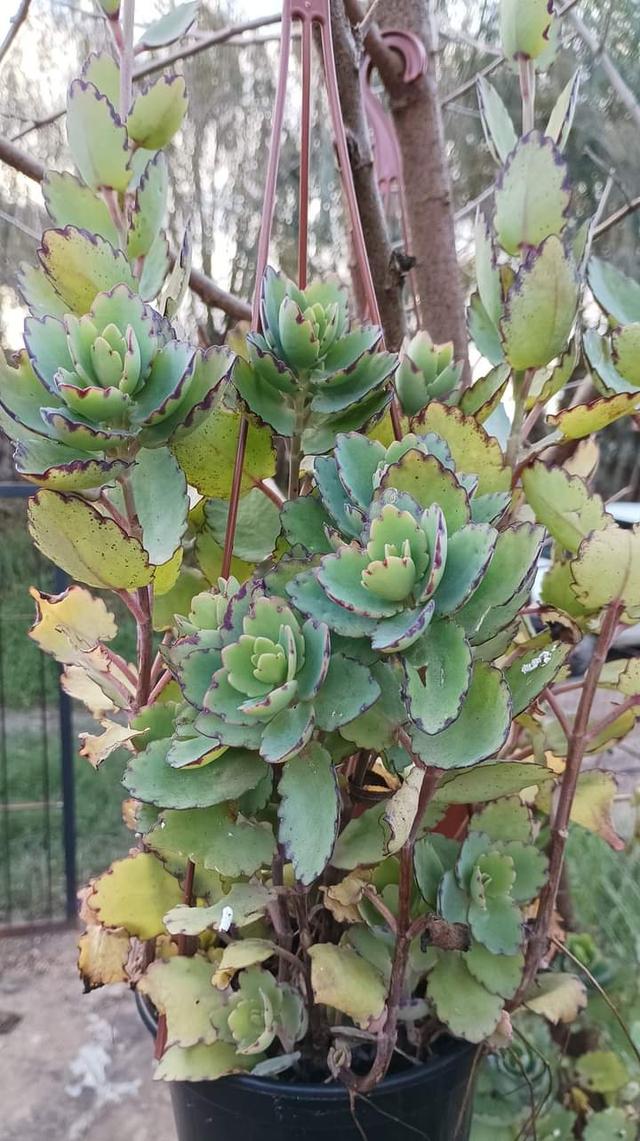 Kalanchoe Laxiflora  3