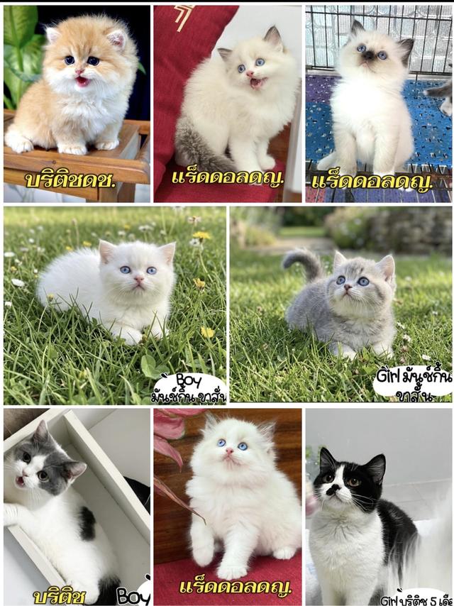 แมว แร็กดอล มันช์กิ้น บริติชค่าเทอมเริ่มต้น8,500