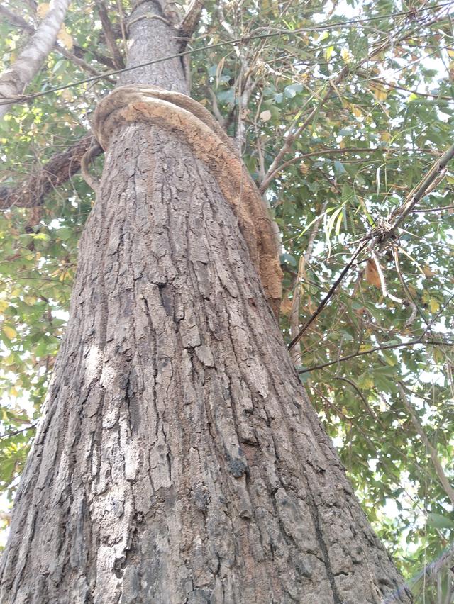 ขายด่วนที่ดิน13ไร่เศษโฉนดครุฑแดงโอนฟรีไม่มีค่าใช้จ่าย2,000,000 10