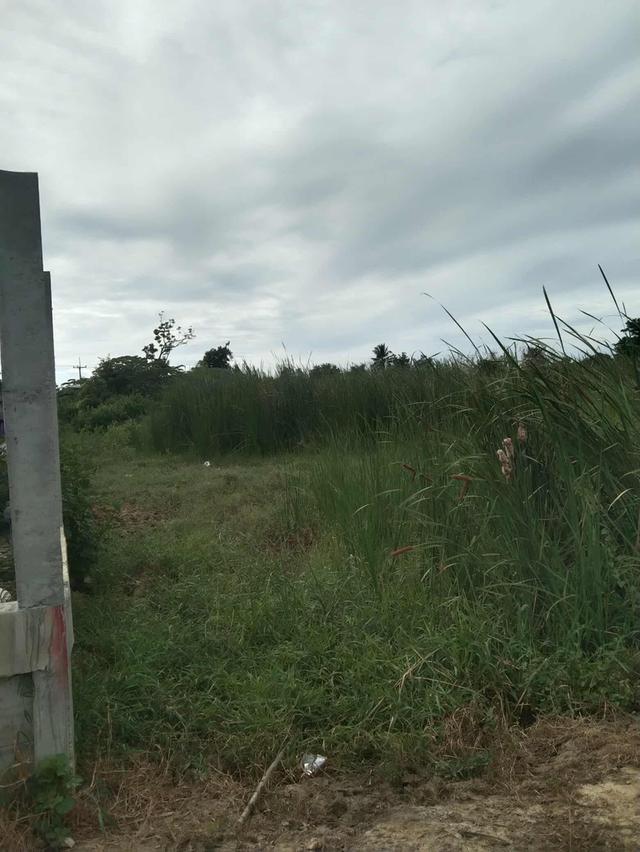 ขายที่ดินนครปฐม ถ.มาลัยแมน ต.ลำพยา อ.เมือง ราคาถูกทำเลทอง 2