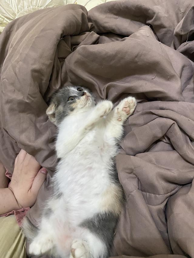 แมวสก็อตติสแท้ 100% ผญ หูพับ 6