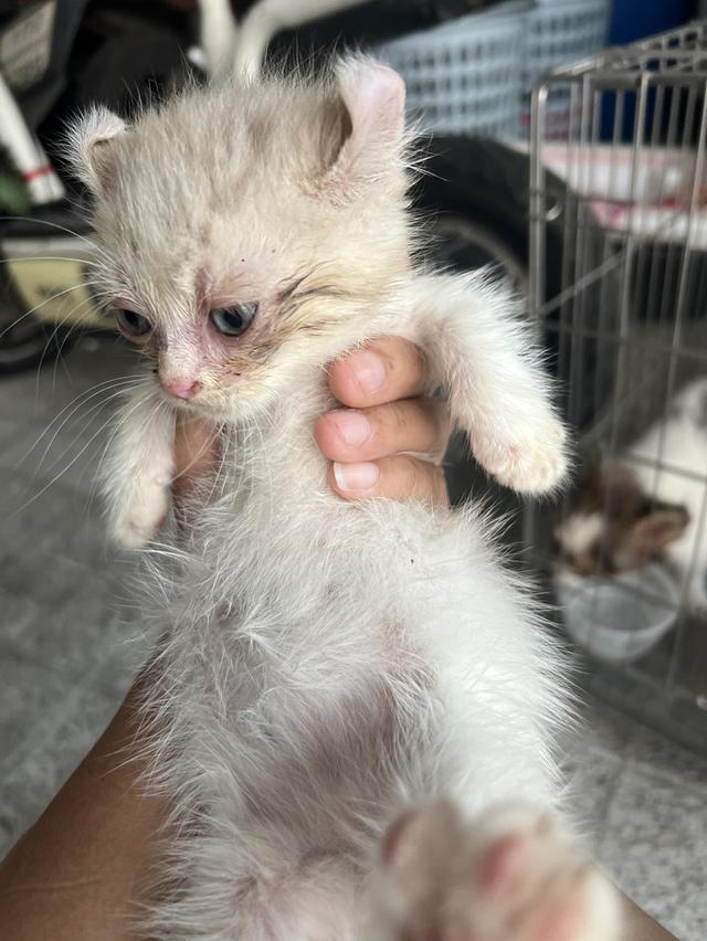 แมวอเมริกันเคิร์ล ขาสั้น