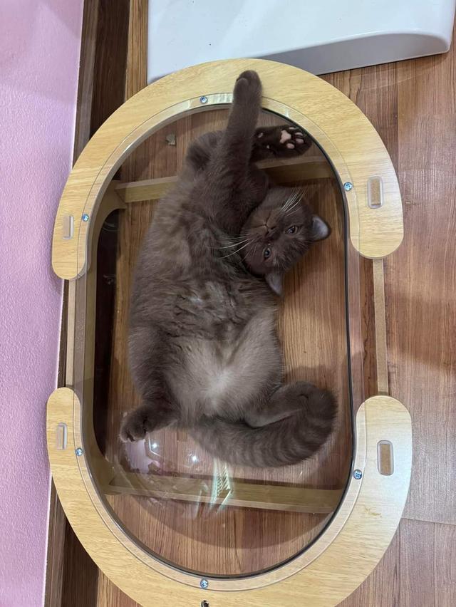 British Shorthair Chocolate Girl  🤎 3