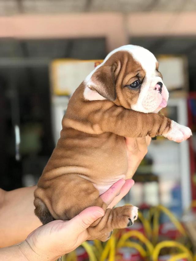 English Bulldog Puppies for Sale รูปที่ 3
