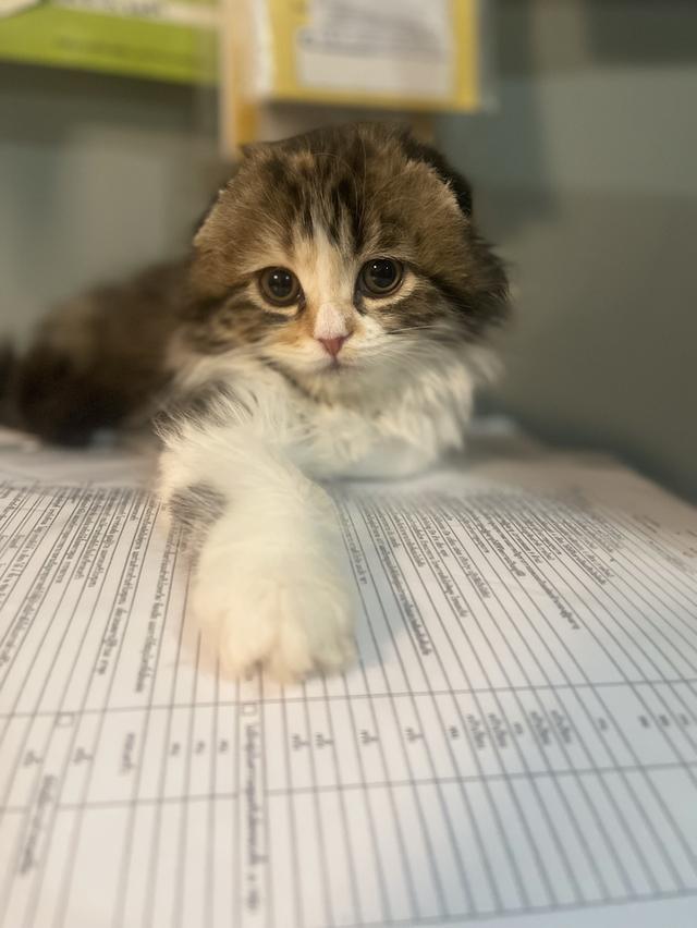 แมวสามสี-ขี้อ้อนขี้เล่นติดคน(หญิง2เดือน)พร้อมย้ายบ้าน