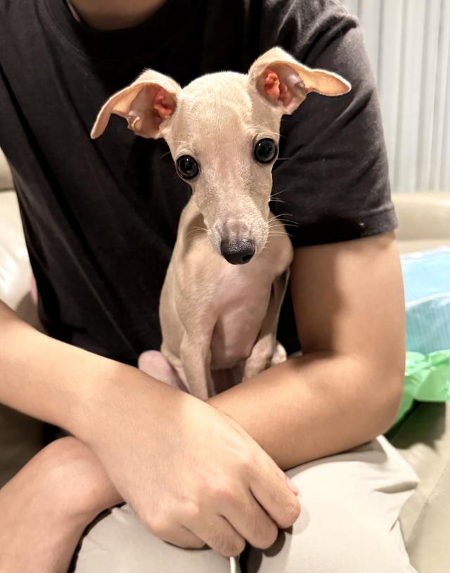 อิตาเลียน เกรย์ฮาวด์ รูปที่ 4