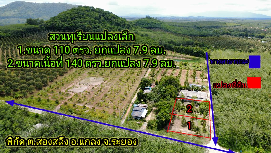 สวนทุเรียนแปลงเล็กๆระยอง 1
