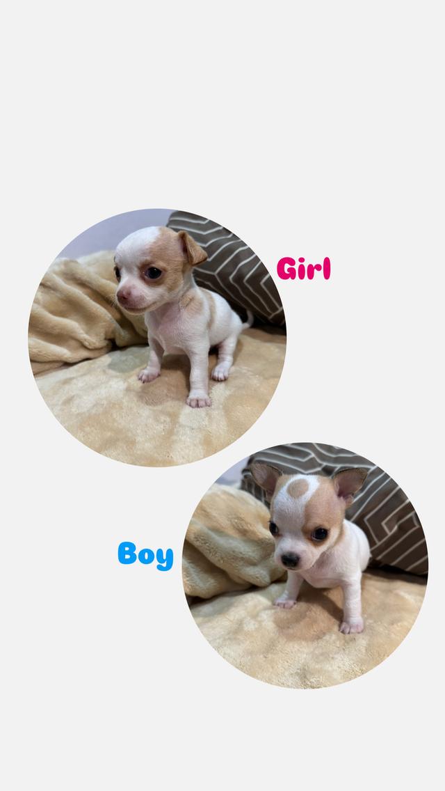 สุนัขชิวาว่าอายุ1เดือน