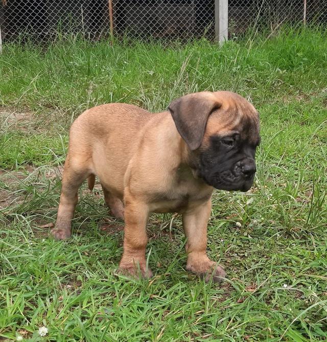 ลูกสุนัข Bullmastiff