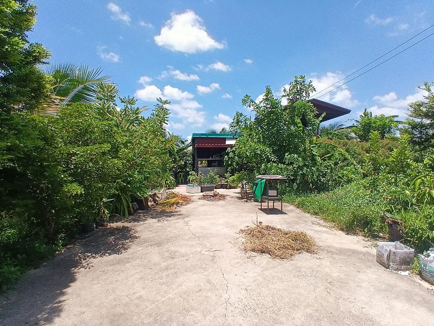 ขายที่ดินพร้อมสิ่งปลูกสร้าง 3 หลัง เนื้อที่ 2 ไร่ ประชาสำราญ หนองจอก กรุงเทพมหานคร 2