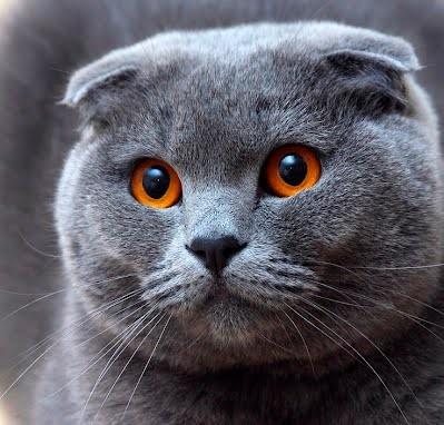 ตาสีฟ้า แมวสกอตติส โฟลด์ 2