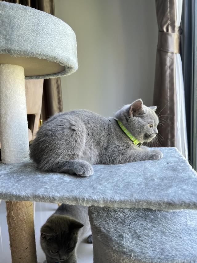 ลูกแมว บริติช ช็อตแฮร์ ใบเพ็ดนอกWCF(British Shorthair) 7