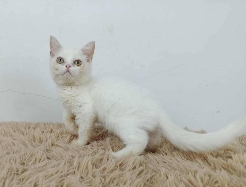 6.แมวมันช์กิ้นขายาว/เพศผู้ Munchkin Cat long legs/Male 2