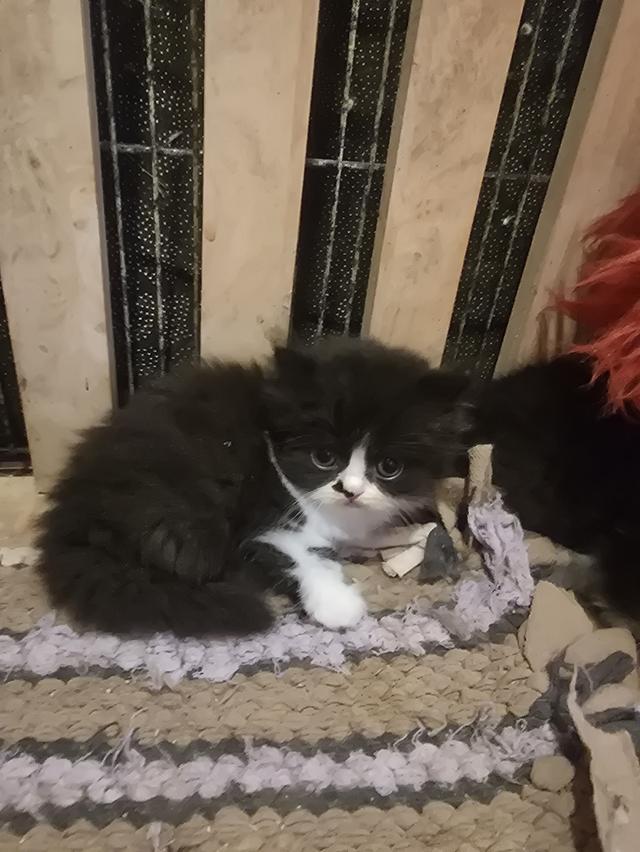 เปิดจองลูกแมวสก็อตติชโฟลด์ 7