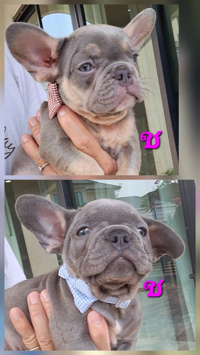 เฟรนซ์ บลูด็อก ไลแลคแทน