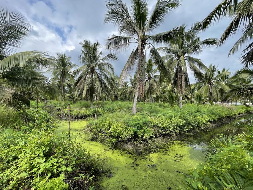 ที่ดิน แม่กลอง สมุทรสงคราม 2