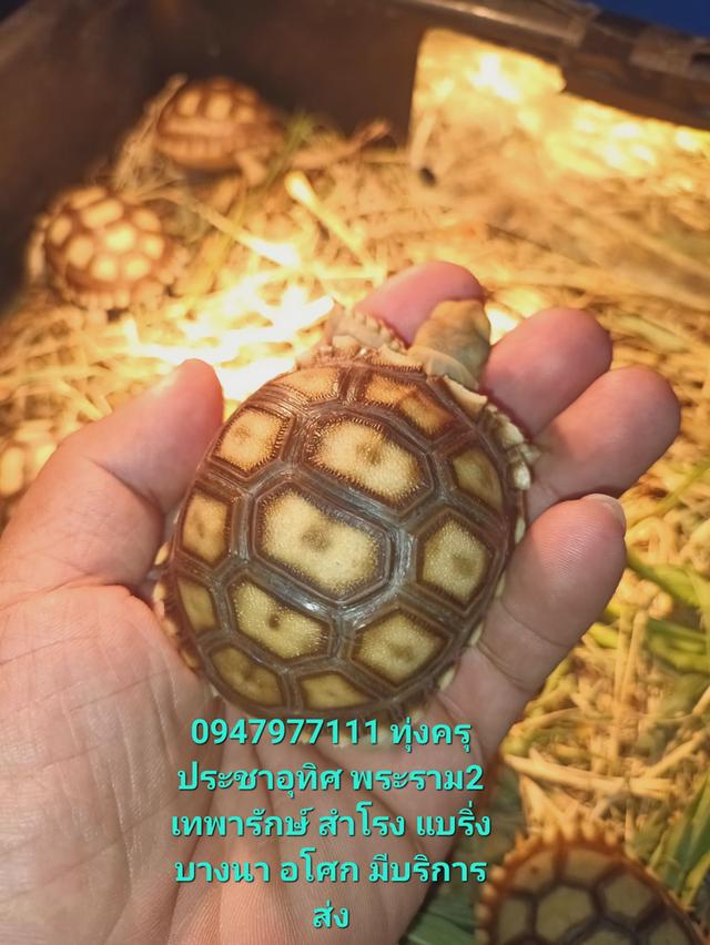 เต่าบก เต่าซูคาต้า Sulcata รูปย่อยที่ 1