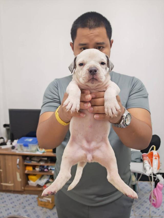 American bully3,500-5,500฿ อเมริกันบูลลี่สายพันธุ์แท้ราคาไม่แรง🏡p'tigerขอนแก่น 3,500-5,500฿