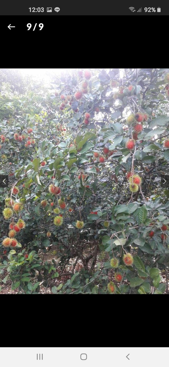 ที่สวนพร้อมอ.เมือง จ.ระยอง 11