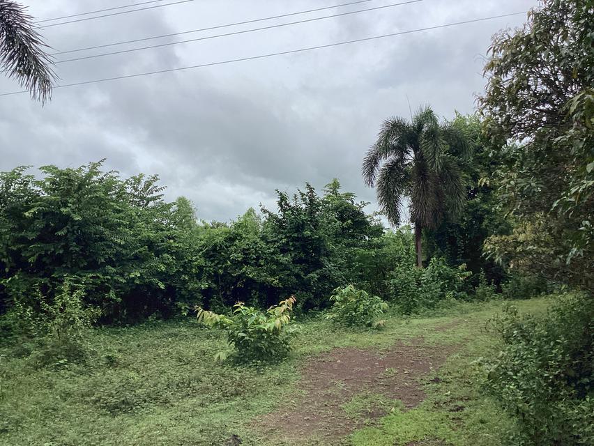 ที่ดินทำเลทอง!ติดถนนเมนหลักใกล้มหาลัยนครพนม 6