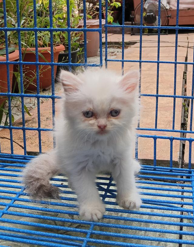 สก็อตติชเปอร์เซีย เพศเมีย น่ารัก