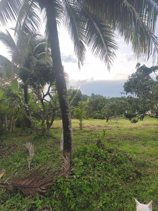 ที่ดินงามเชียงใหม่ 13