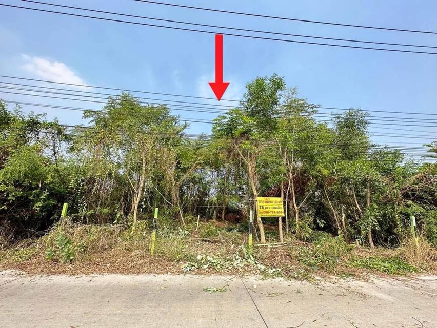 ขายด่วนที่ดินถมแล้ว 75 ตรว.ซอยบงกช 43ถนนเลียบคลอง 2 ต.คลองหลวง จ.ปทุมธานี 3