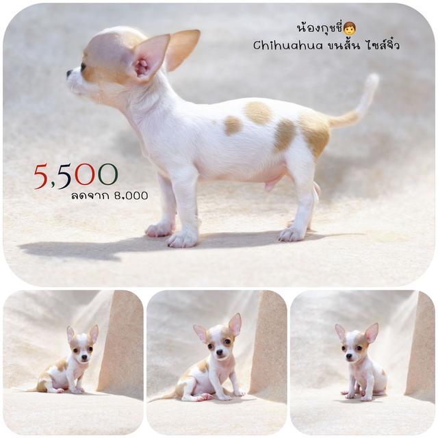 ชิวาวาแท้ ขนสั้น เพศชาย