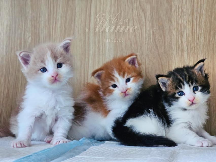 ลูกแมวเมนคูน สายพันธ์แท้