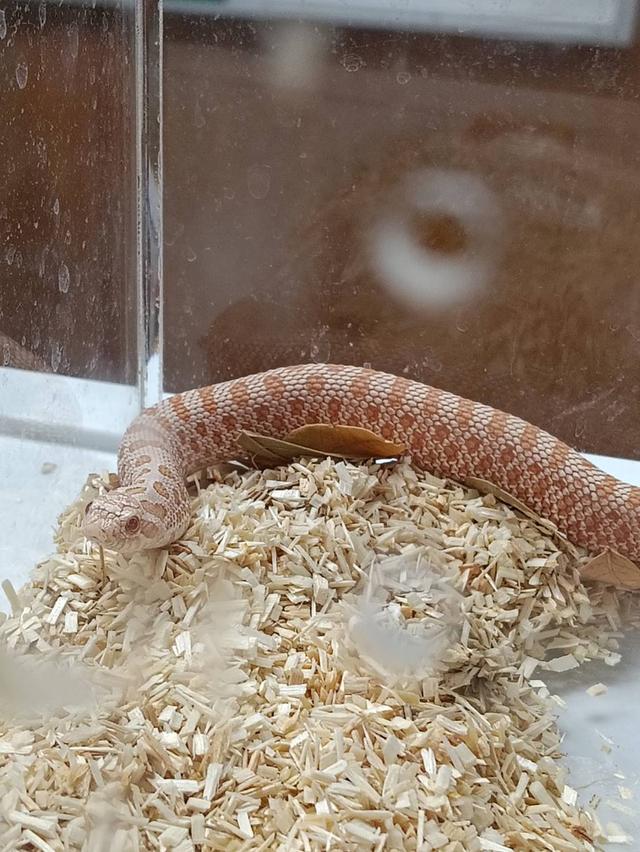 งู HOGNOSE SNAKE ผู้ Artic Albino Anaconda 2026