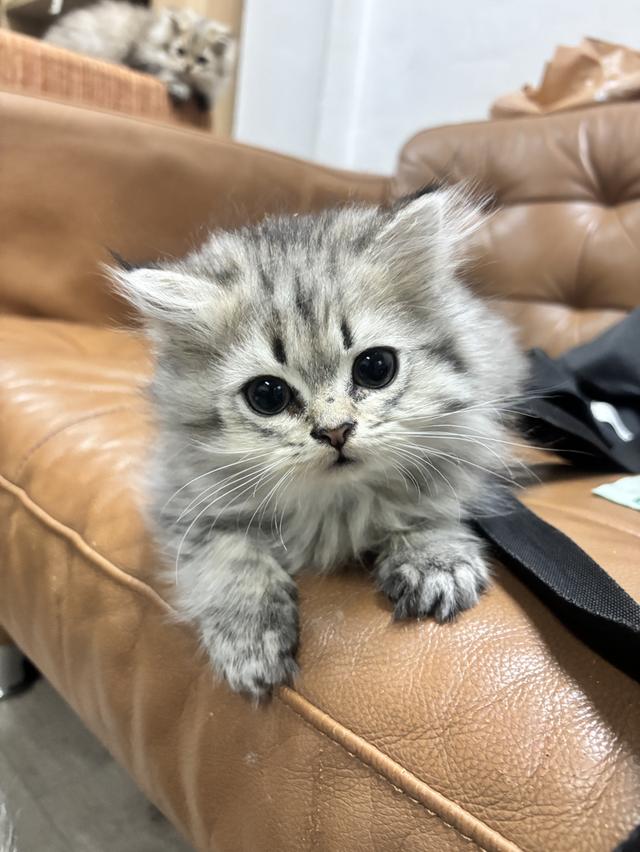 ลูกแมวเปอร์เซีย ชินชิล่าแท้ น่ารักขี้อ้อน อายุ 2 เดือน รูปย่อยที่ 2