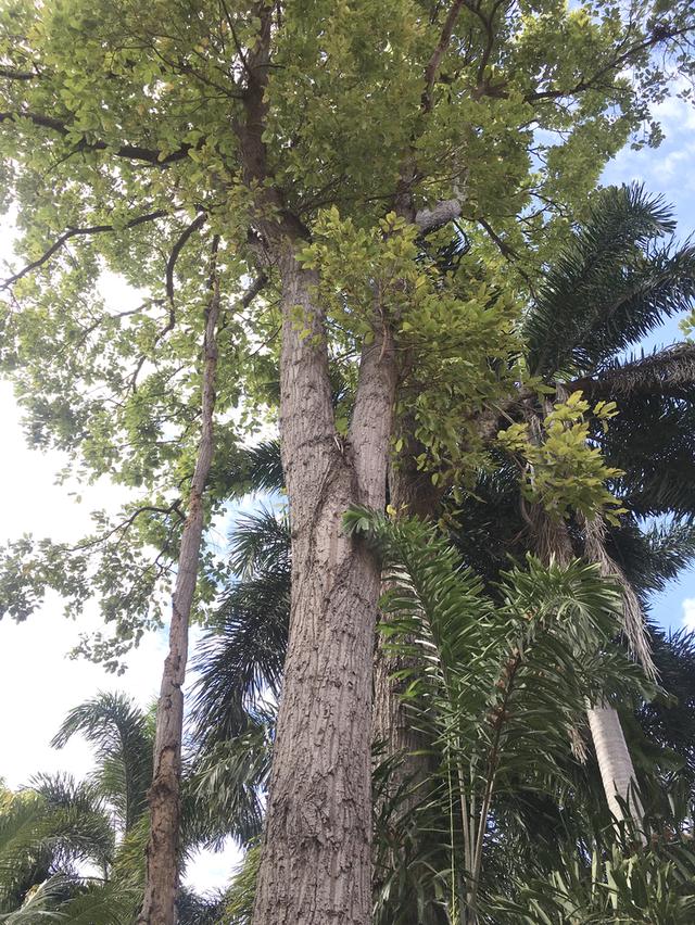 ขายบ้านเดี่ยวหลังใหญ่ หมู่บ้านศิลาวดี อ่างศิลา เมืองชลบุรี เนื้อที่ 227 ตร.ว บ้านเก่าขายตามสภาพ ต้องรีโนเวทใหม่ทั้งหลัง บ้านโครงสร้างยังแข็งแรง 9