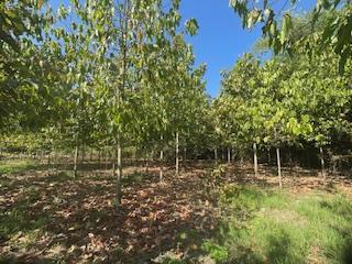 ขายที่ดินติดริมแม่น้ำน่าน อำเภอชุมแสง จังหวัดนครสวรรค์ 1