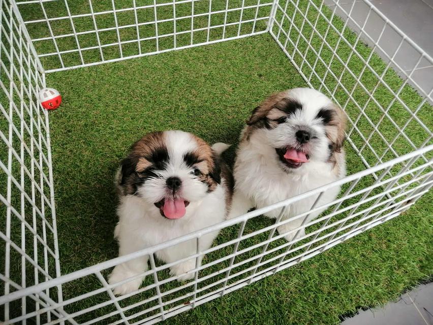 ชิสุห์เเท้ ชายล้วน พรอ้มย้าย