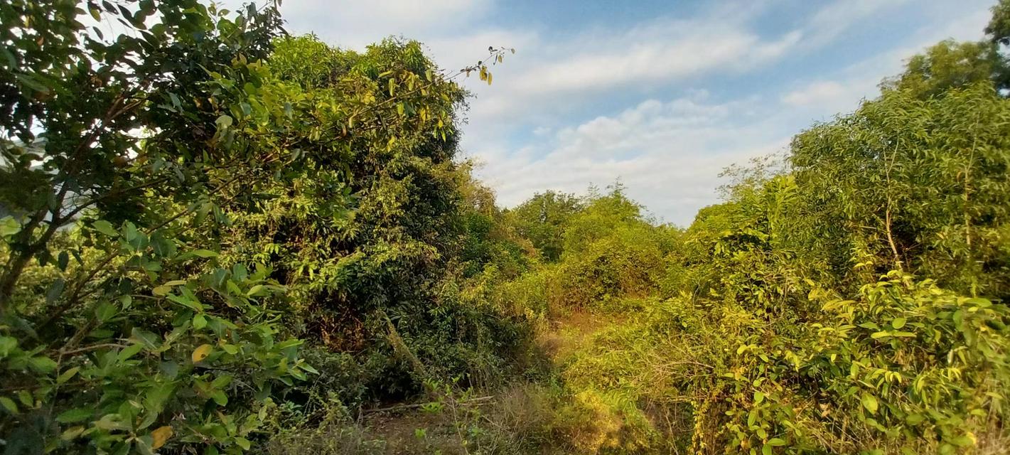 ที่ดินเปล่า จำนวน 1 ไร่ 3