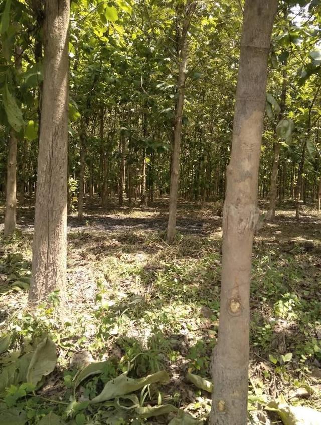 ที่ดินสวนไม้สัก 5 ไร่ 23 ตร.ว. จ.ลำปาง 1