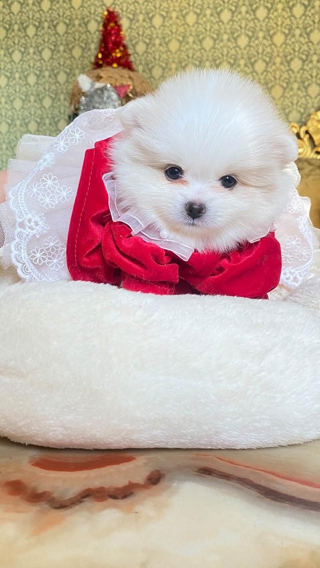 ลูกปอมแท้ น่ารักมาก ขี้เล่น สดใส ติดคน สุขภาพดี น่ากอดสุดๆ รูปที่ 6